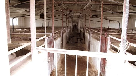 Pig farm inside view. Meat producement. Pork production. Stock Footage 118245499
