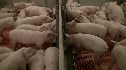 Pig farm interior cages Stock Footage 90084887