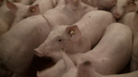 Pig farm interior close up curious pigs Stock Footage 90084688