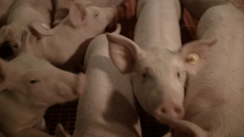 Pig farm interior close up curious pigs Video stock 90084896