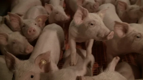 Pig farm interior close up curious pigs 3 Stock Footage 90084965