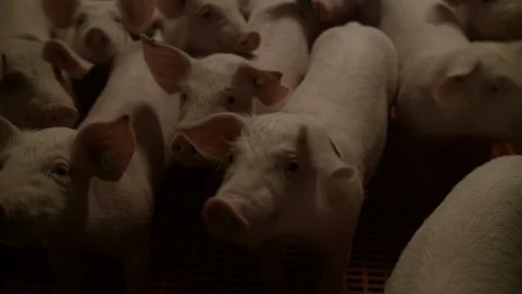 Pig farm interior close up curious pigs Video stock 90085021