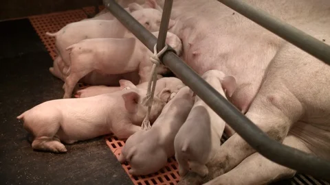 Pig farm interior piglets drinking from their mother Stock Footage 90085115