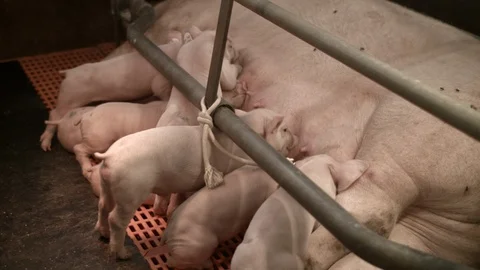 Pig farm interior Piglets drinking from their mother Video stock 90085127