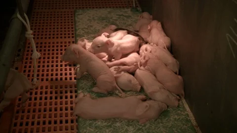 Pig farm interior piglets lying in a pile Video stock 90085158