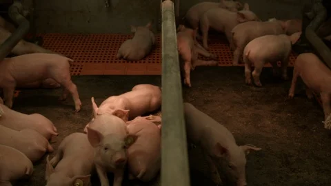 Pig farm interior piglets in their cage Stock Footage 90085295