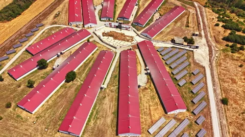 Pig farm located in open land with multiple barns and solar panels during Stock Footage 340952243