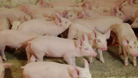 Pig farm with many pigslets 스톡 동영상 94168516