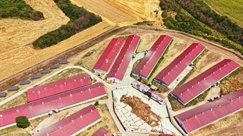 Pig farm with multiple barns and solar panels located in a rural area during Stock Footage 341387210