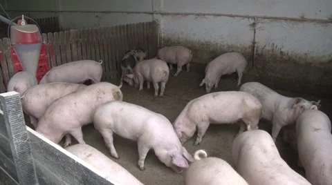 Pig farm, pan left Stock Footage 47877821