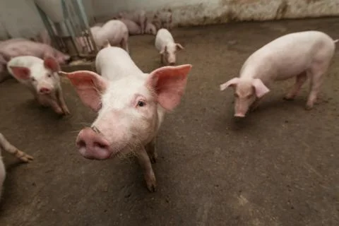 Pig farm Stock Photos