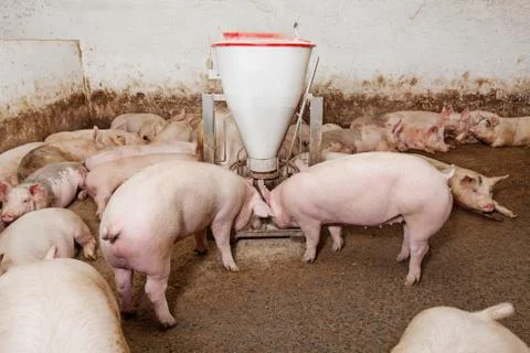 Pig farm Stock Photos