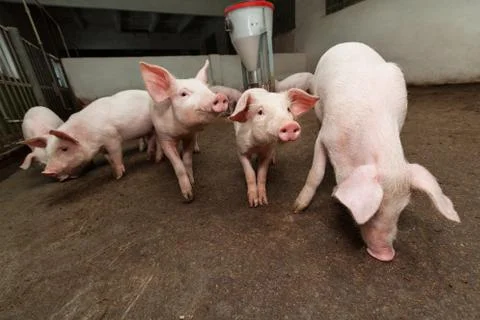 Pig farm Stock Photos