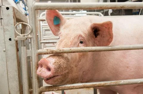 Pig on a farm Stock Photos