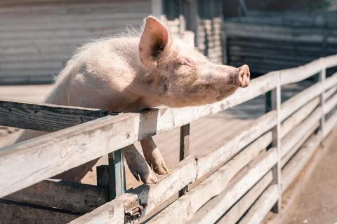 Pig on farm Stock Photos