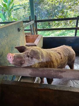 Pig on Farm Stock Photos