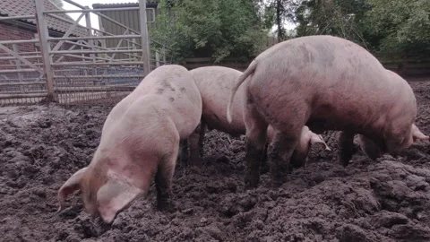 Pig farm. Pig is digging in the mud. Pigs  outdoors in dirty farm field. Stock Footage 133772044