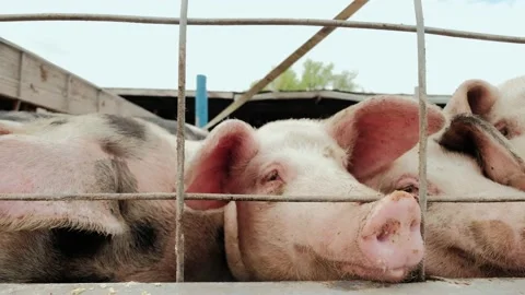 Pig farm, Shot of many white pigs near the fence. Close up shot Stock Footage