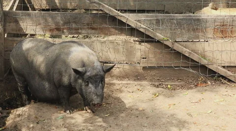 Pig in a farm zoom in Stock Footage 40606621