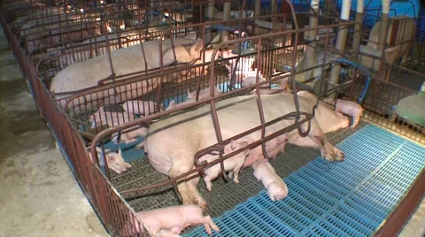 Pig farming creating 動画素材 40050350