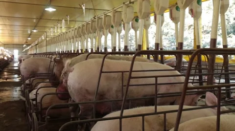 Pig farming creating Video stock 51245692