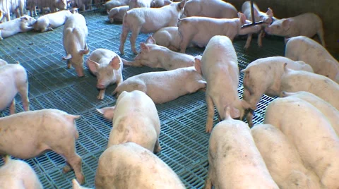 Pig farming creating 스톡 동영상 56784584