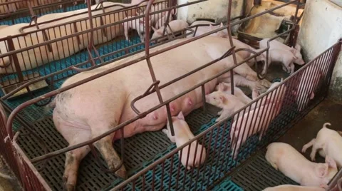 Pig farming 動画素材 51246201