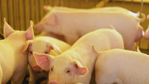 Pig farming 库存影片 91109476