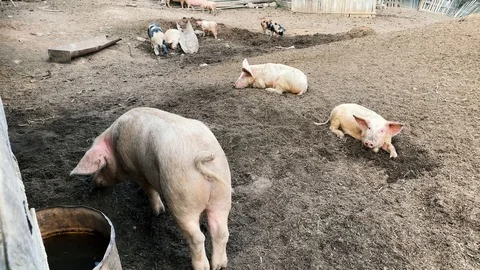 Pig Farming Stock Footage 107131499