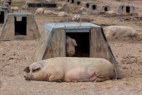 Pig farming Stock Photos