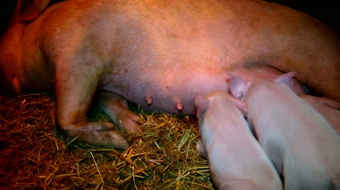 Pig feed their pigs Stock Footage 62321113