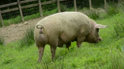 Pig Feeding on Grass Stock Footage 54073751