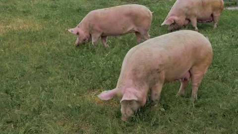 Pig feeding grass Stock Footage 76047013