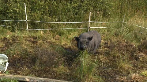 Pig In Fenced In Area Stock Footage 119005182