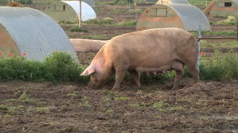 Pig in a field Stock Footage 46621161