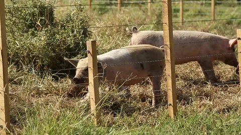 Pig in the field 스톡 동영상 78655139