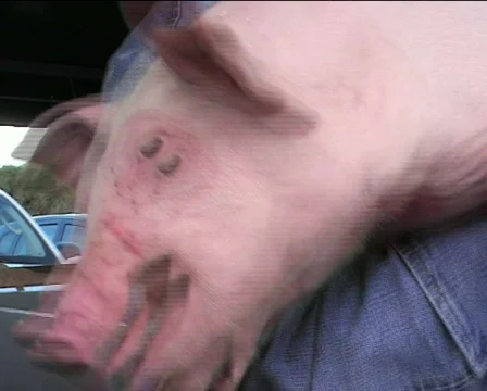 Pig Video stock 84932