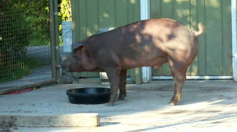 Pig Stock Footage 510710