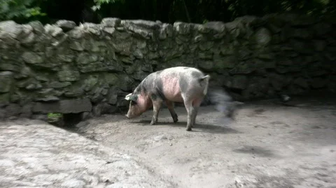 Pig Stock Footage 604988
