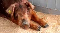 Pig HD Footage