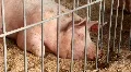Pig HD Footage