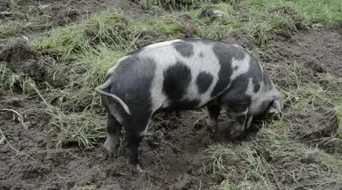 Pig Video stock 10843224