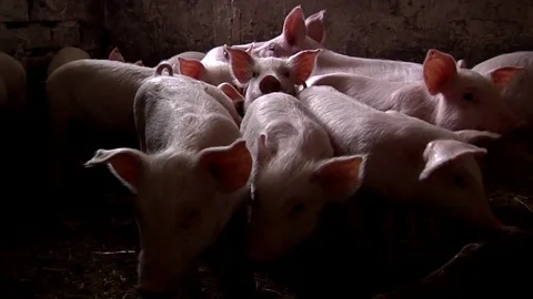 PIG Stock Footage 79133666