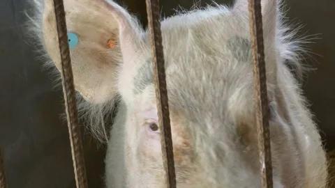 Pig Stock Footage 80638087