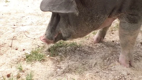 Pig Stock Footage 112602890