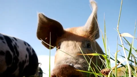 Pig Stock Footage 142160027