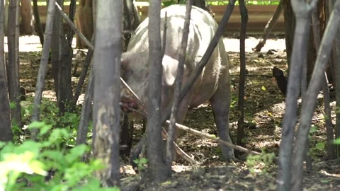 Pig Stock Footage 265070943