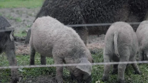 Pig Stock Footage 285937097