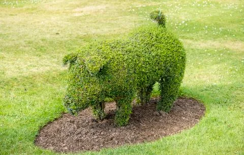Pig frame topiary Stock Photos