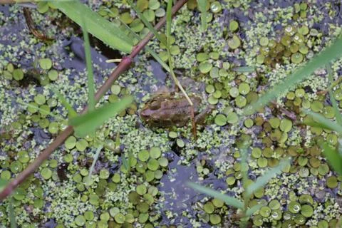 Pig Frog Stock Photos